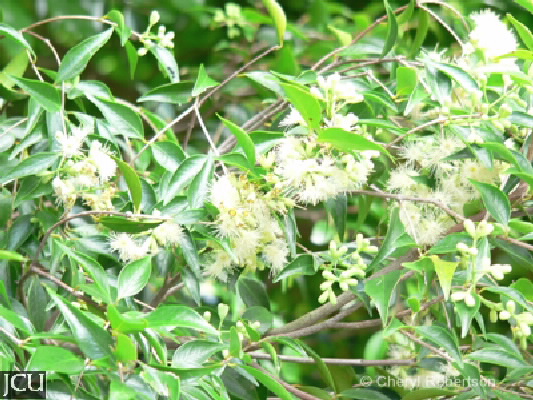 Syzygium luehmannii