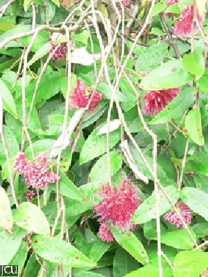 Syzygium wilsonii
