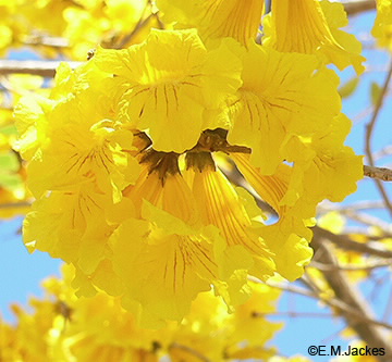 Image of H. chrysanthys flowers
