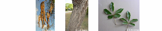 three images of Tabebuia chrysotricha