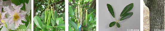 Images of Tabebuia heterophylla