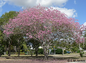 Image of pink trumpet tree