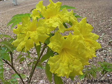 Image of yellow trumpet flower