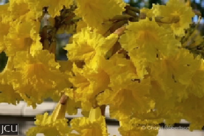 Tabebuia spp.