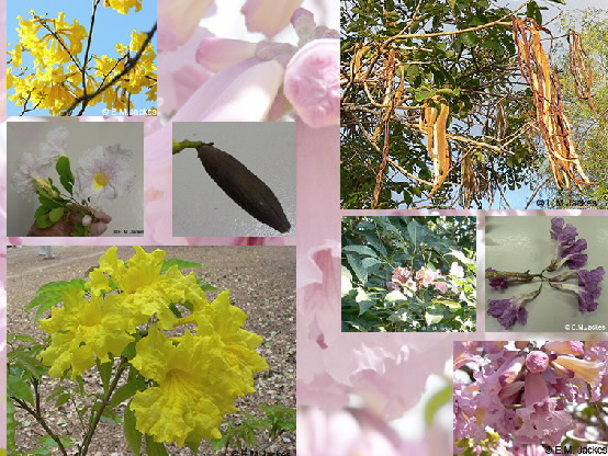 Composite image of Tabebuia flowers and pods