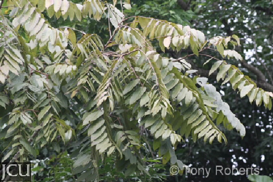 Toona ciliata 
