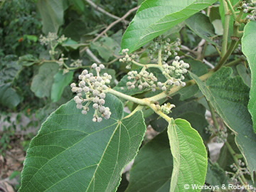 Image of Trichospermum pleiostigma