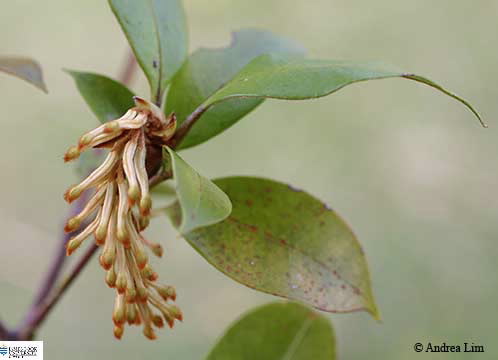 Image of Triunia montana