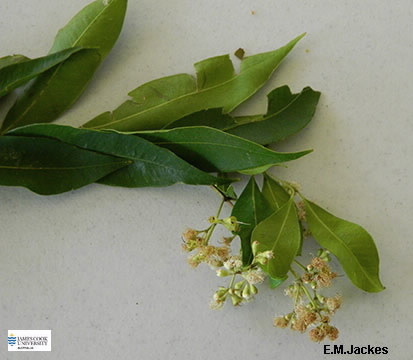 Image of Waterhousia floribunda