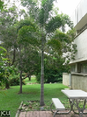 Wodyetia bifurcata 