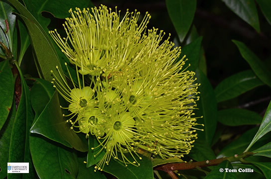 Image of Xanthostemon flower