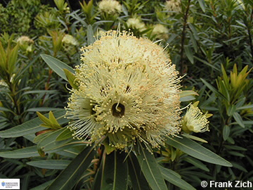 Image of Xanthostemon verticillatus
