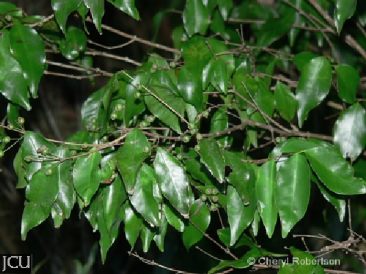 Gossia myrsinocarpa