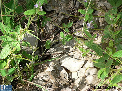 Image of Glycine tomentella