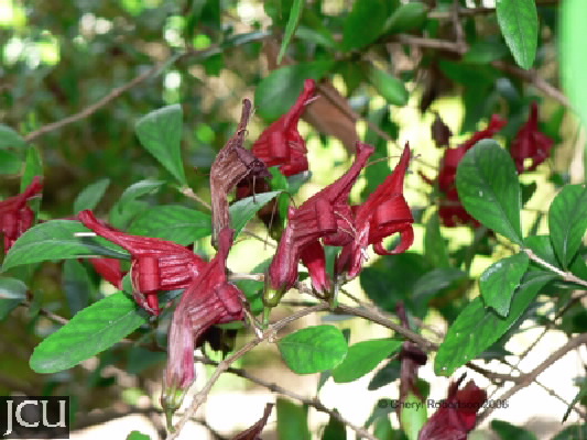 Graptophyllum excelsum