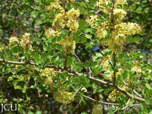 Haematoxylum campechianum