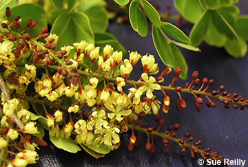 Image of Haematoxylum