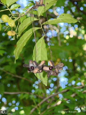 Harpullia pendula