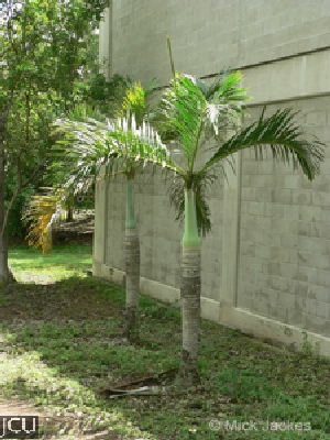 Hyophorbe verschaffeltii