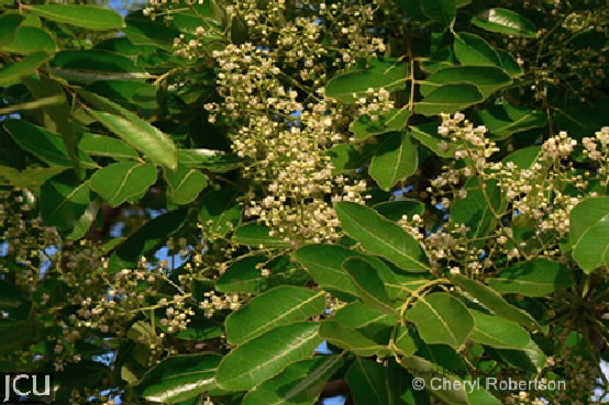 Khaya senegalensis