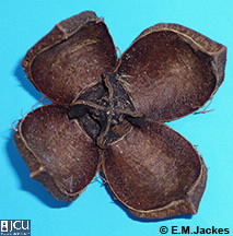 Image of open capsule of Khaya