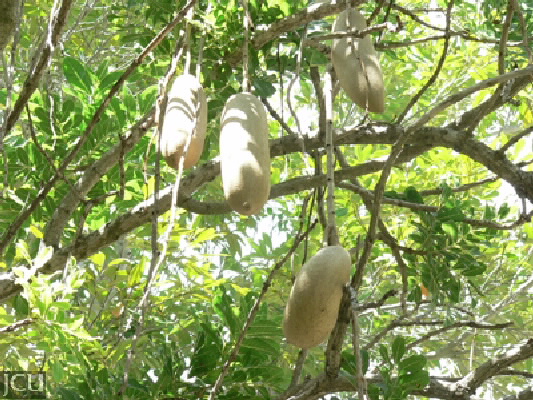 Kigelia pinnata