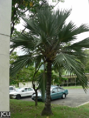 Latania lontaroides 