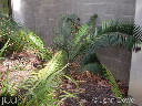 Lepidozamia peroffskyana