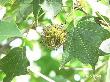 seed pod and leaf