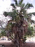 Livistona chinensis