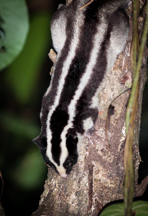 Striped possum