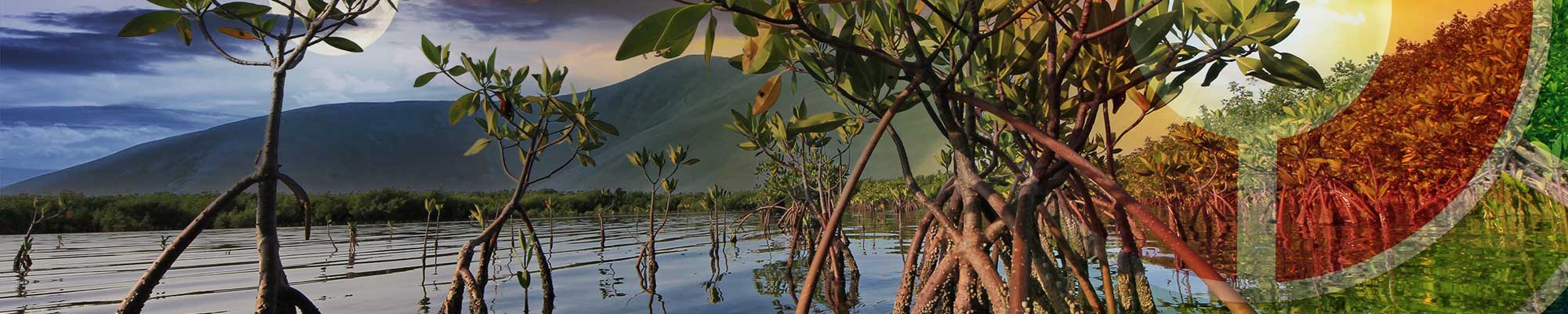 Mangroves with juxtaposition night and day with subject design model overlay