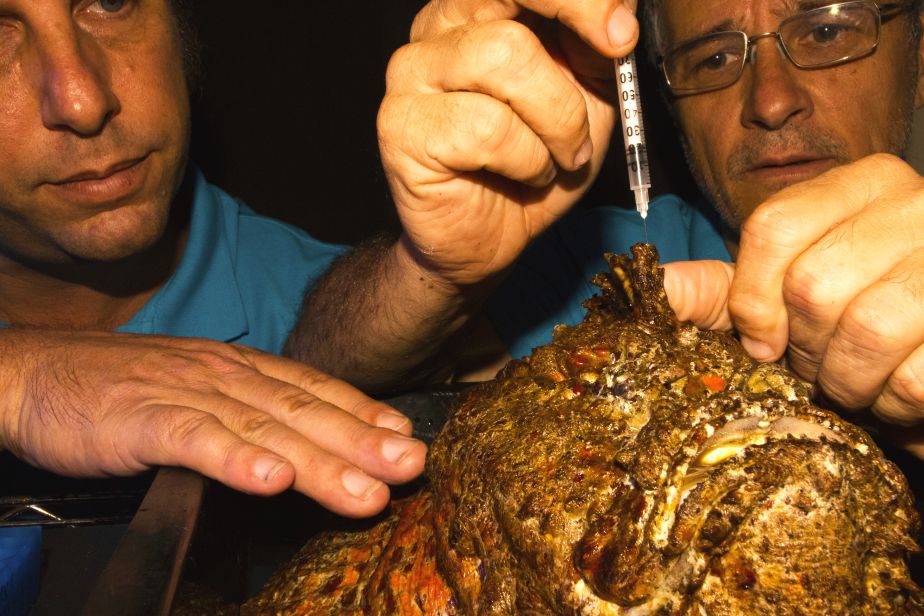 Researchers taking venom from stonefish.