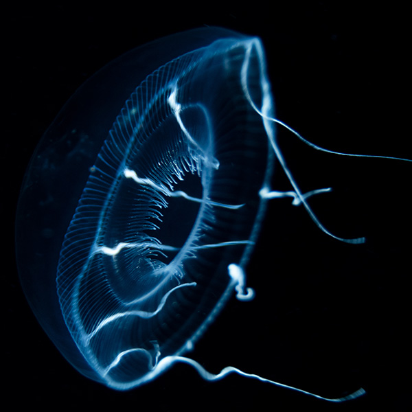 Eduquarium