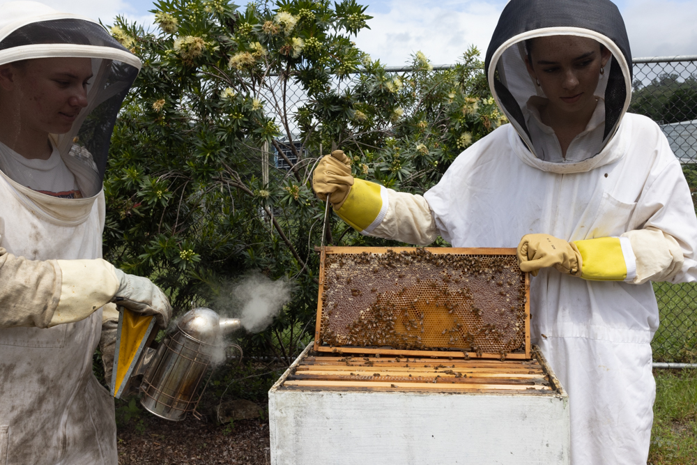 Bee Researchers