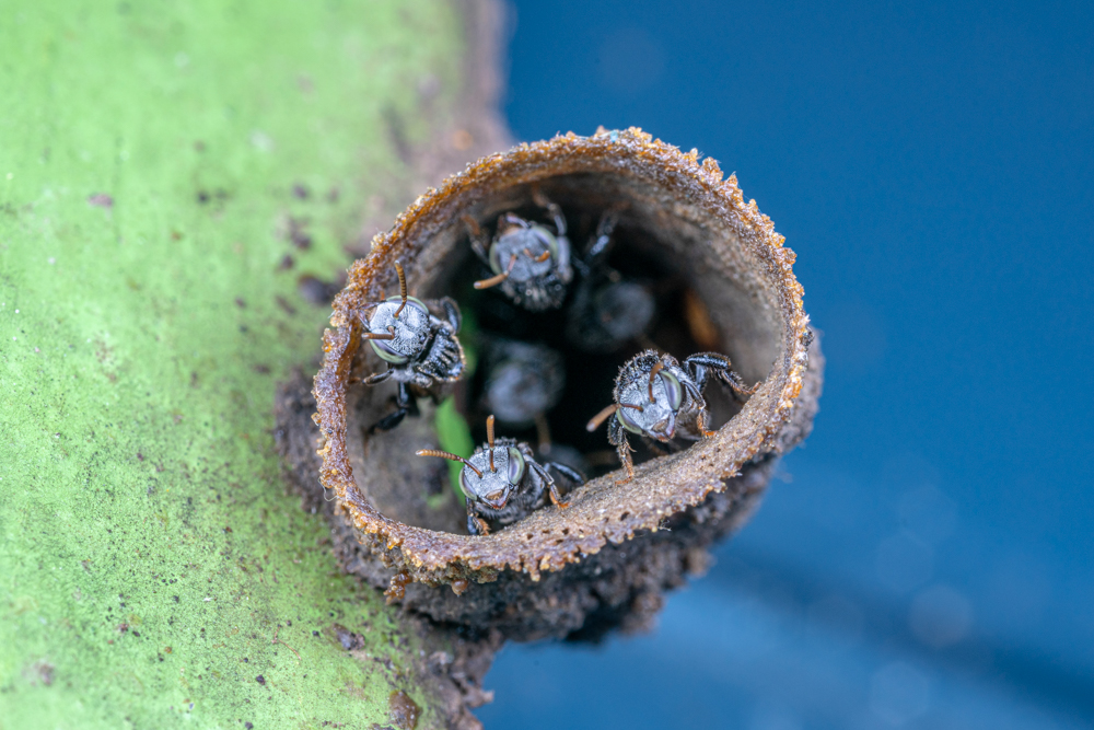 Native Bees - Tetragonula clypearis Native Bees - Tetragonula clypearis