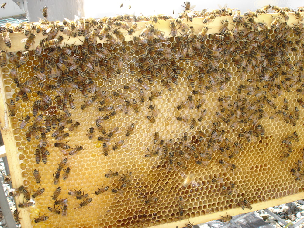 Honey Bees