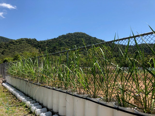 Sugarcane pot trial 2