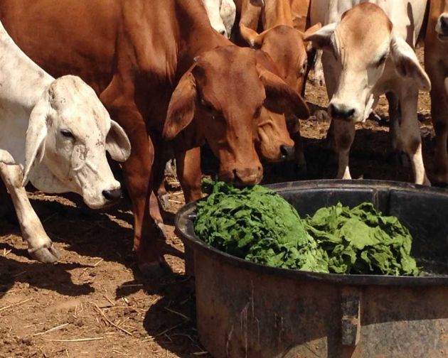 Research into the effects of an algae feed supplement has yielded results at JCU Fletcherview station.