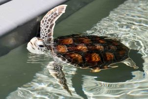 Photo of JCU Turtle Health Research