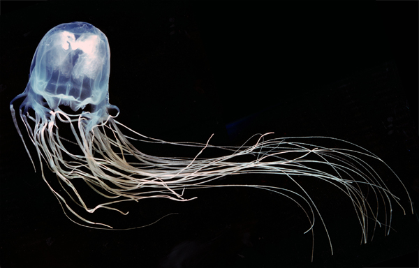 Big box jellyfish Big box jellyfish