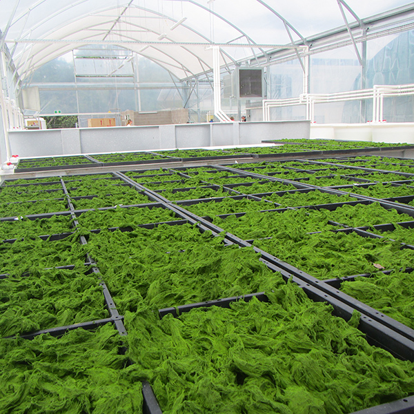 aquaculture ponds