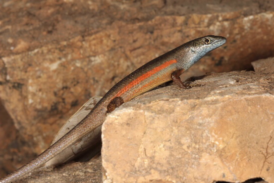 Elegant Rainbow Skink 