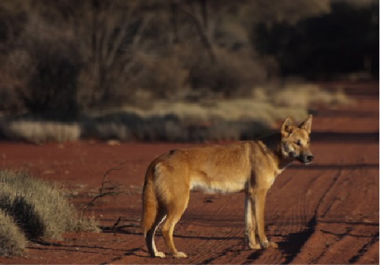 dingo.