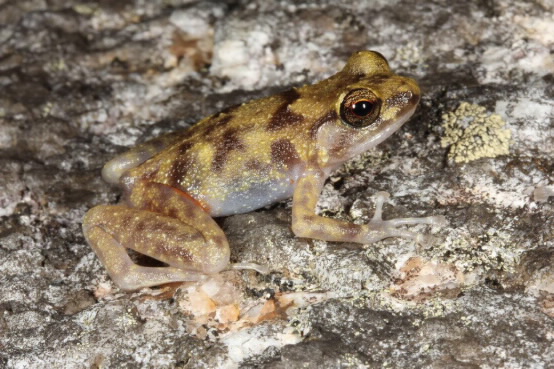 The Blotched Boulder frog. Photo by Conrad Hoskin