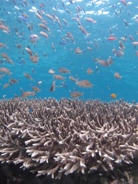 coral reef.