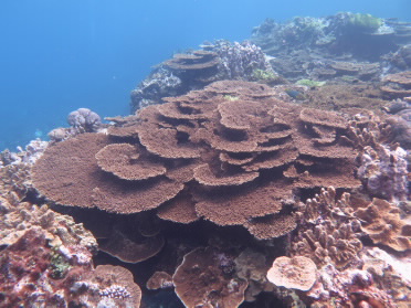 Coral reef