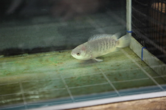The climbing perch