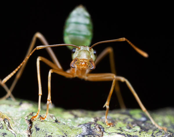 Aggressive weaver ant