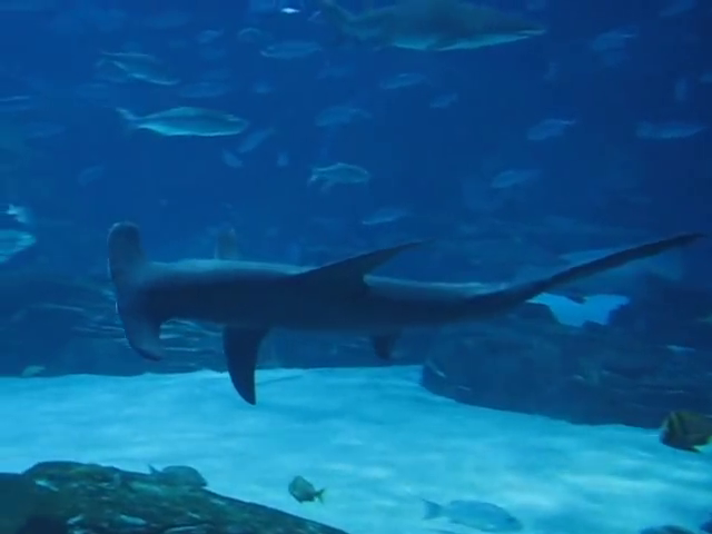 Hammerhead shark